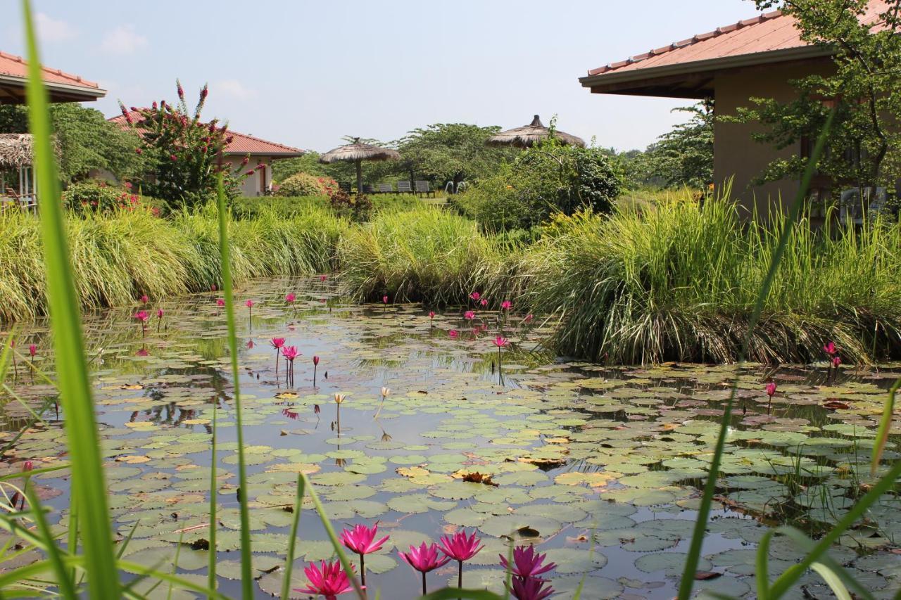 Hibiscus Garden Hotel Tissamaharama Extérieur photo